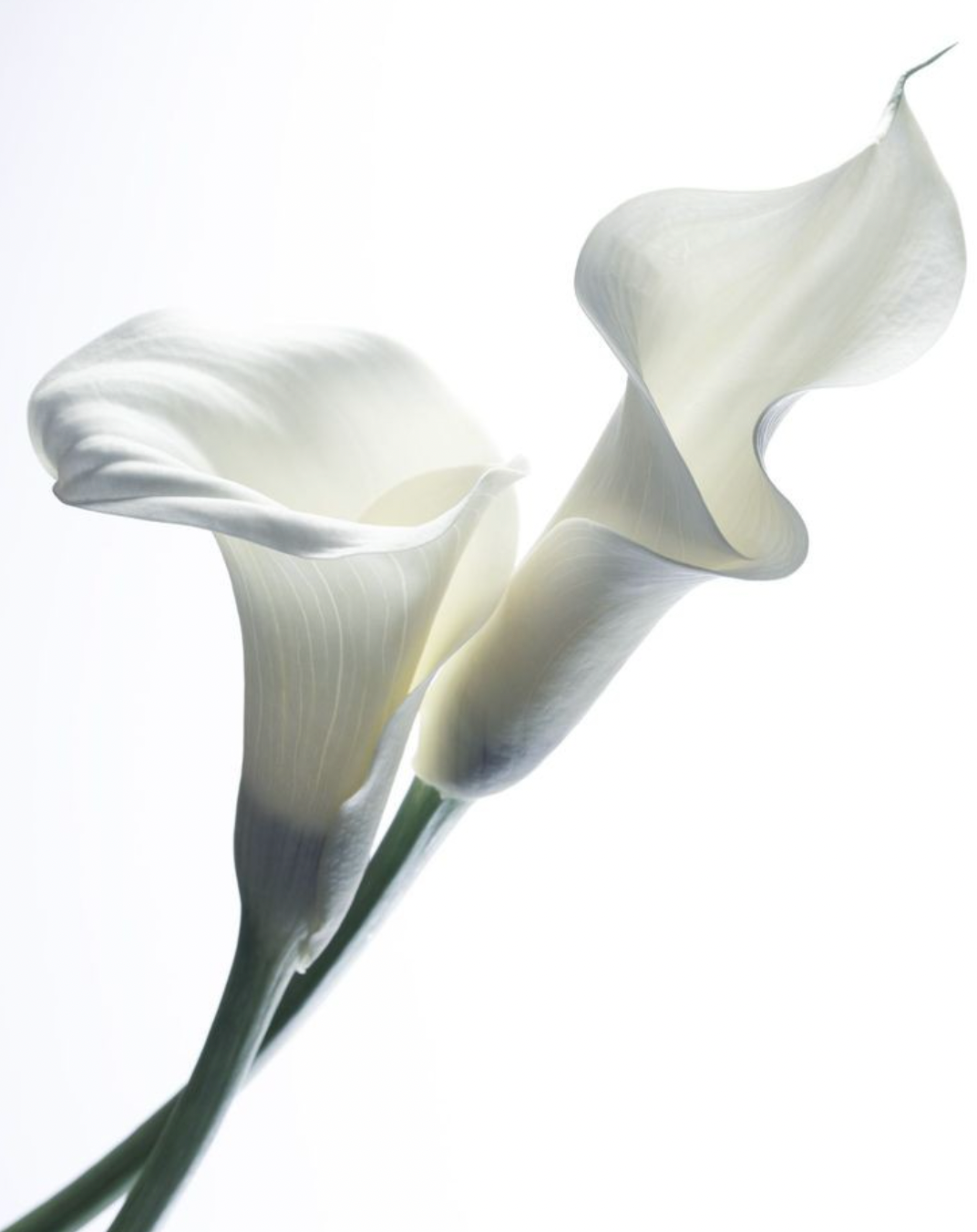 Doloris Schreiber, founder of The Gene Formula and expert in genomic health coaching, helps women translate their DNA into personalized wellness strategies.